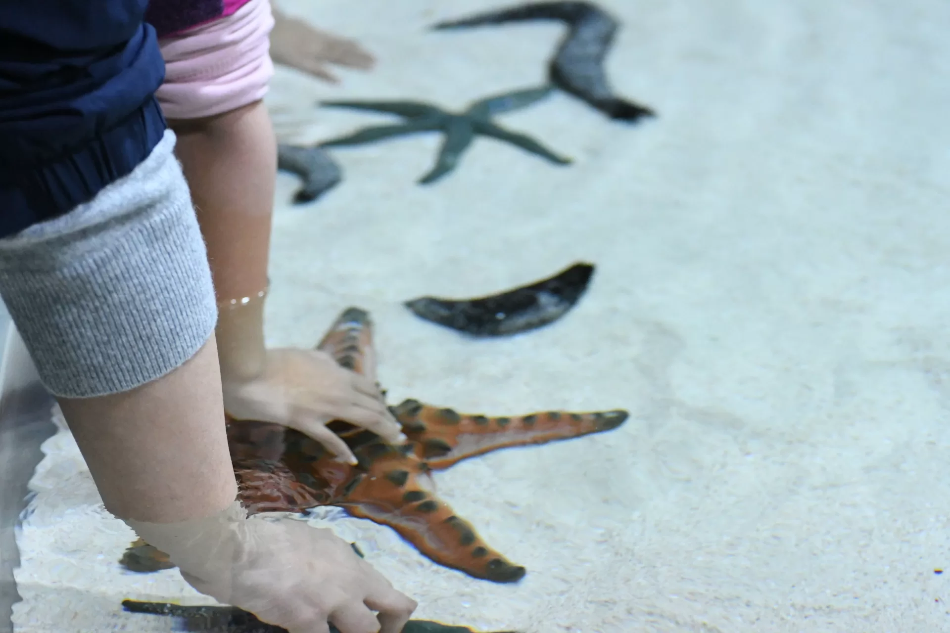 Shallow reef life in the Inoh touch pool