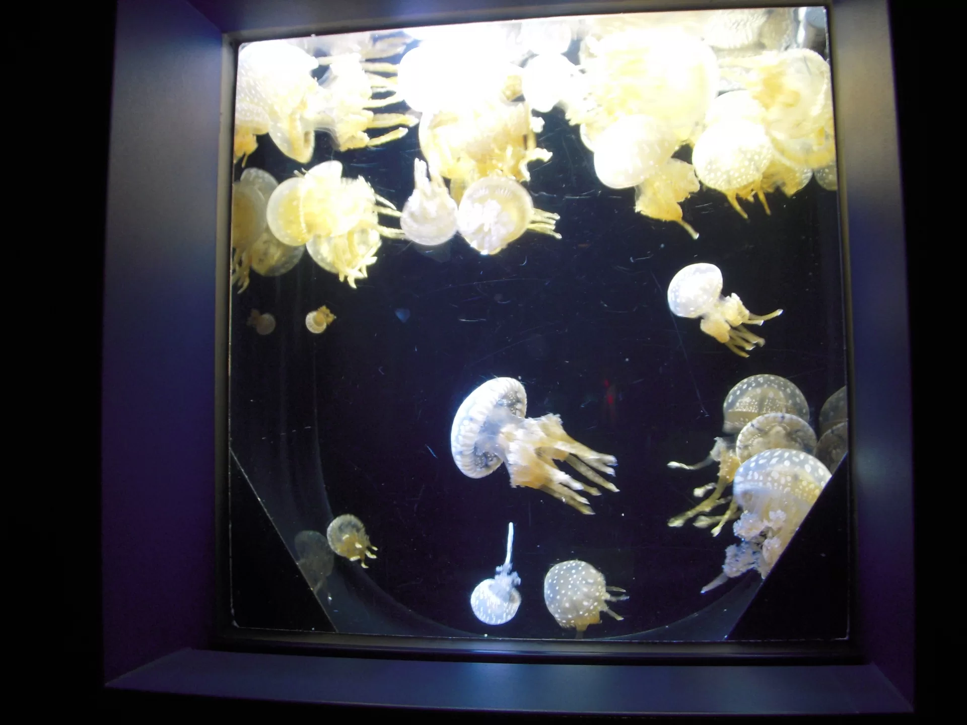 The Coral Sea tank, lit by natural sunlight