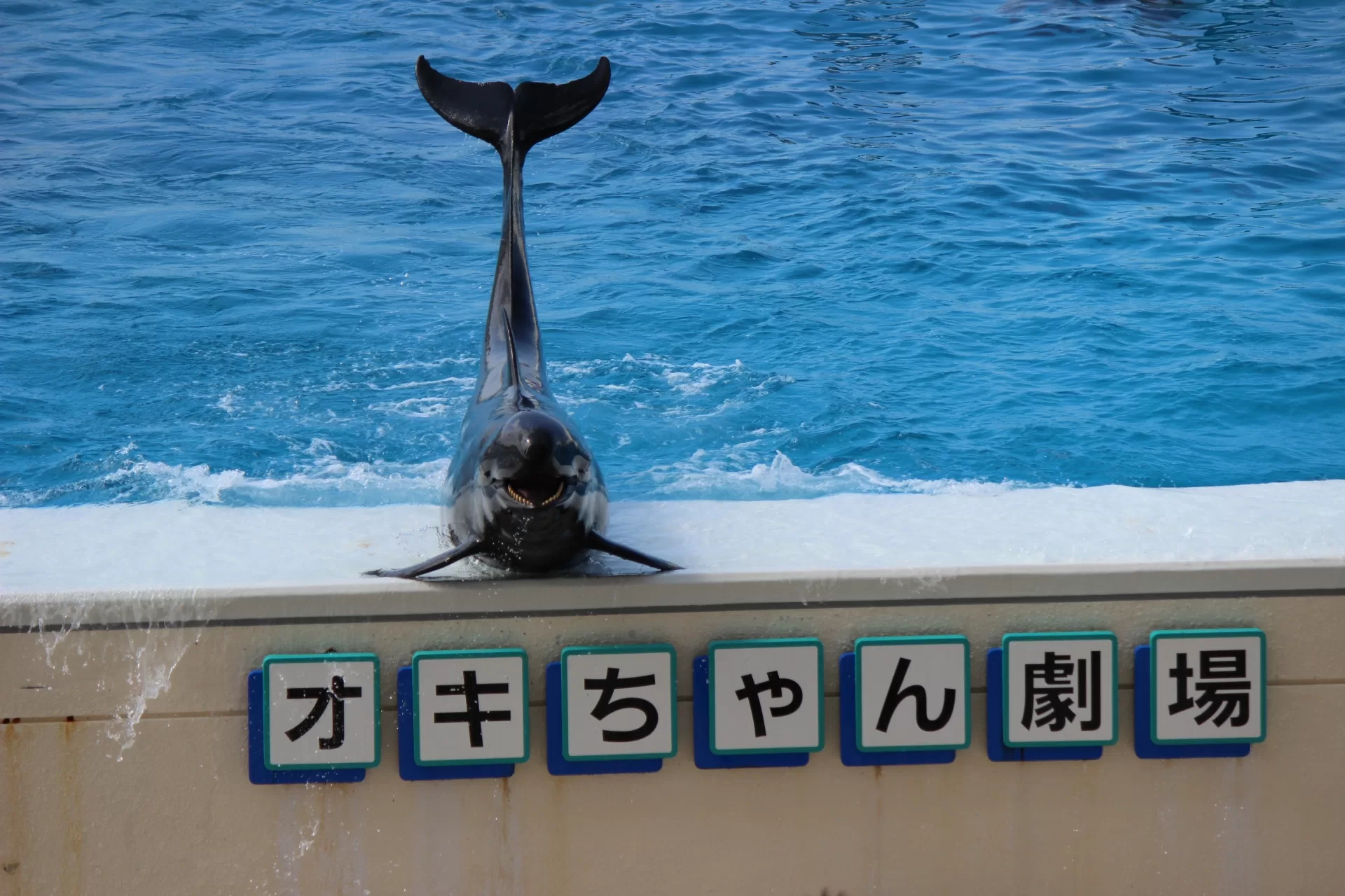 Dolphins performing at Okichan Theater
