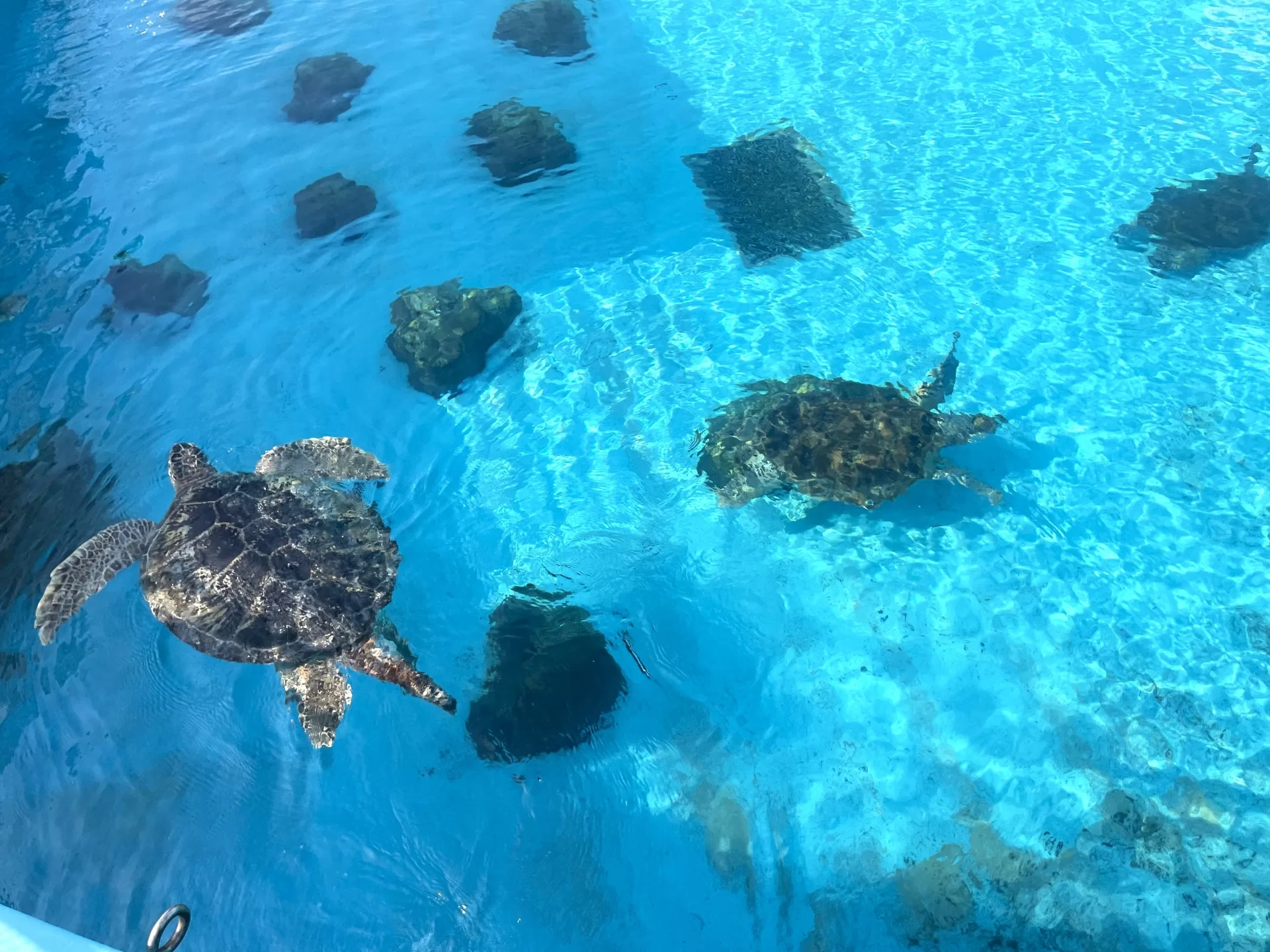 A sea turtle at the turtle pool in Ocean Expo Park