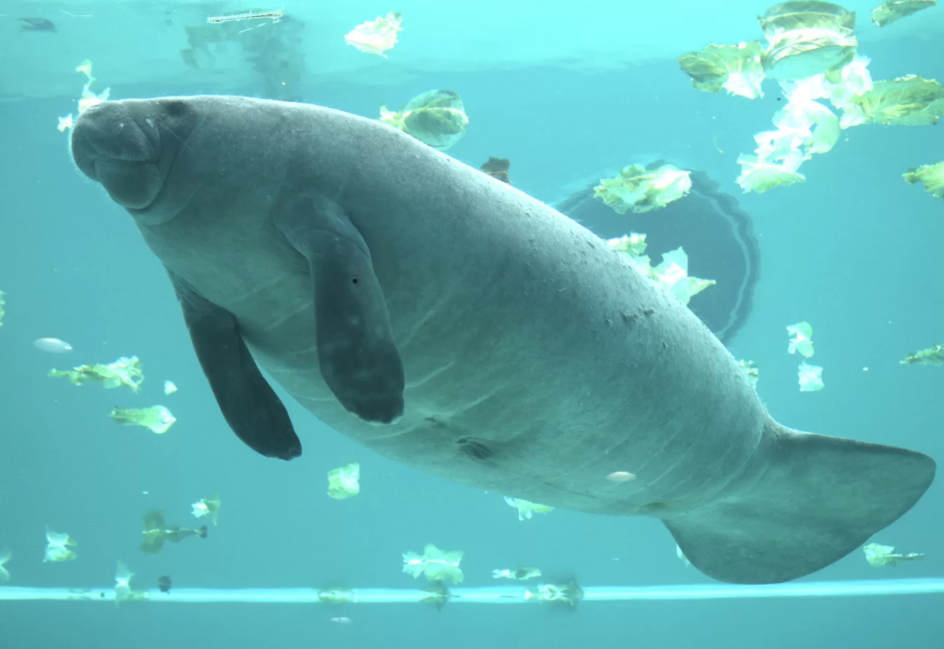 A manatee at the manatee pool in Ocean Expo Park
