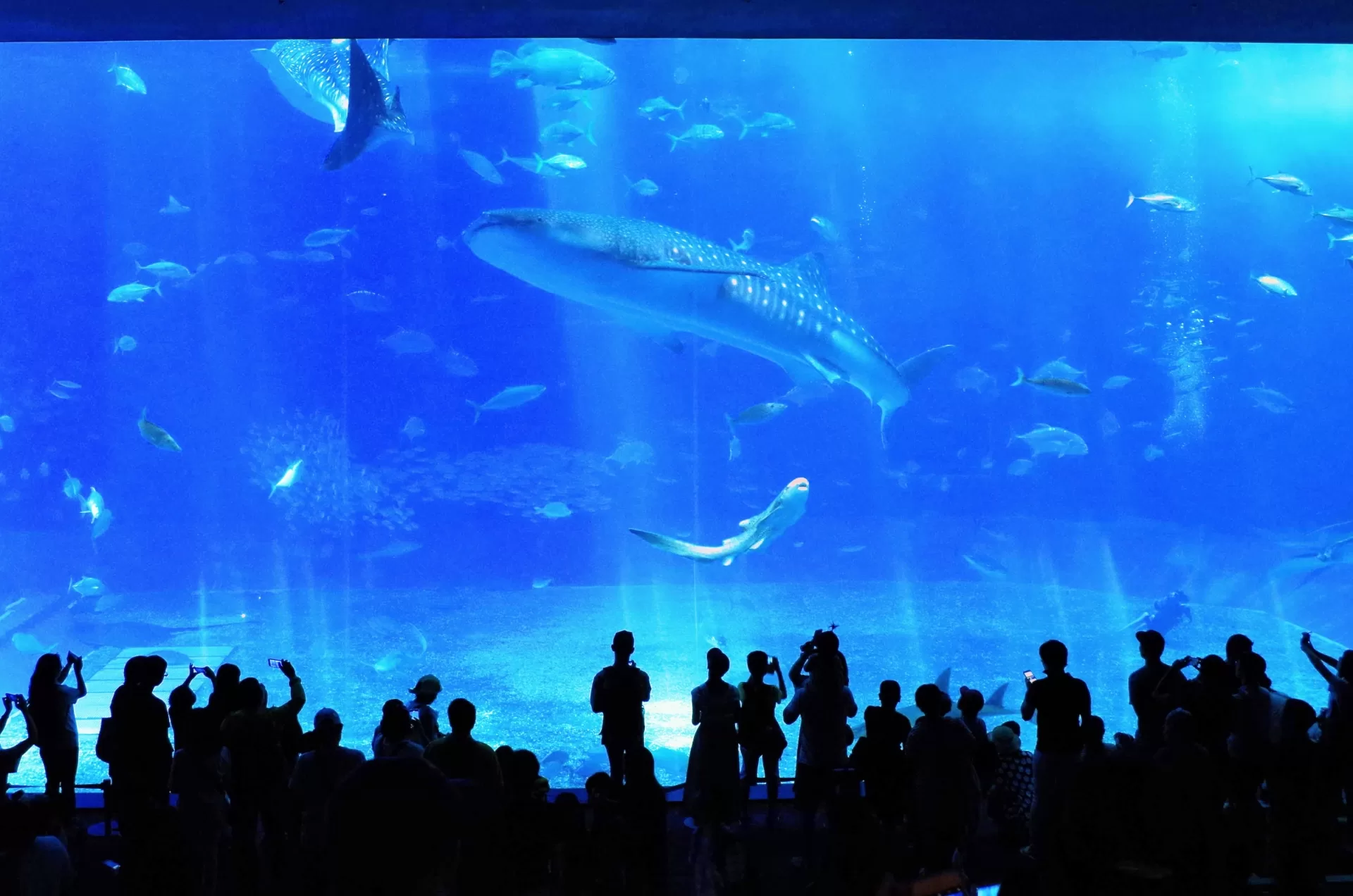 Whale sharks in the Kuroshio Sea tank