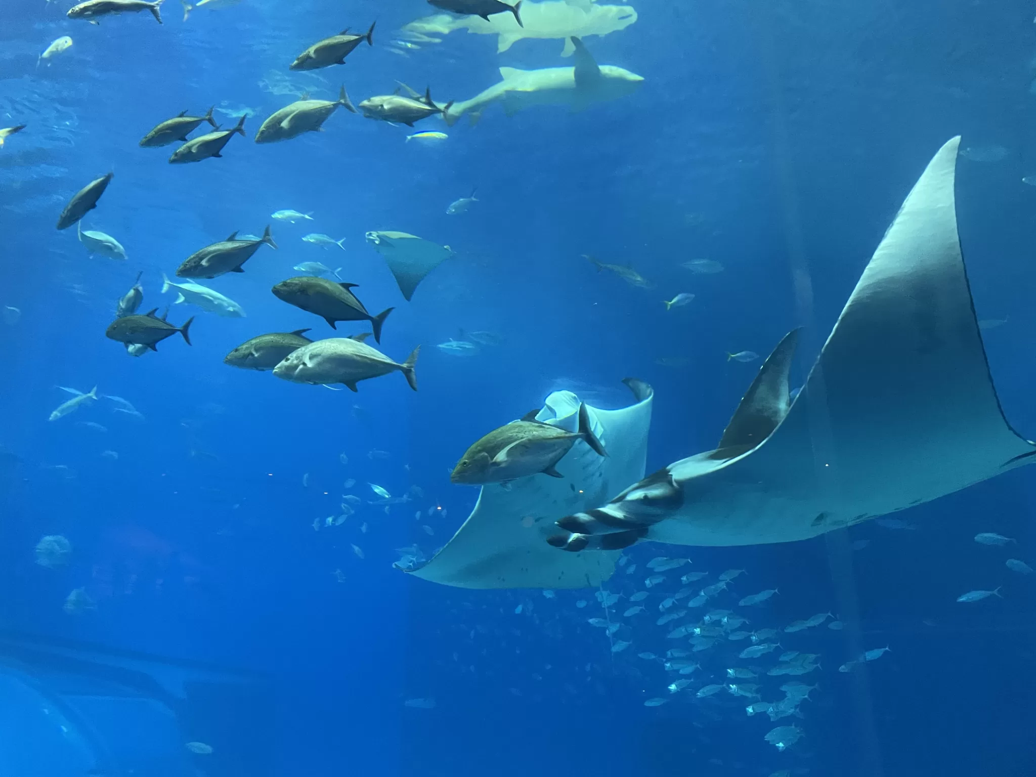A manta ray and shoals of fish in the Kuroshio Sea tank at Churaumi Aquarium