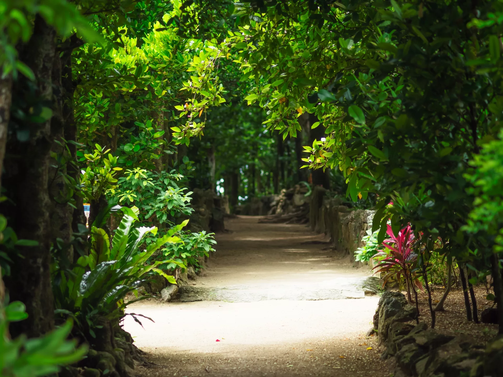 Fukugi tree lanes in Bise, Motobu
