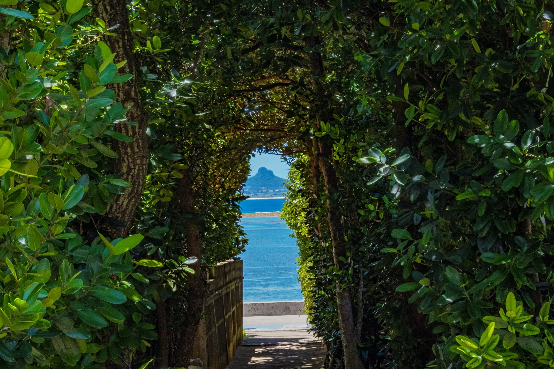 A fukugi tree lane in Bise, Motobu, framing the sea and Ie Island beyond