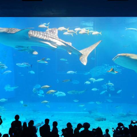 美麗海水族館