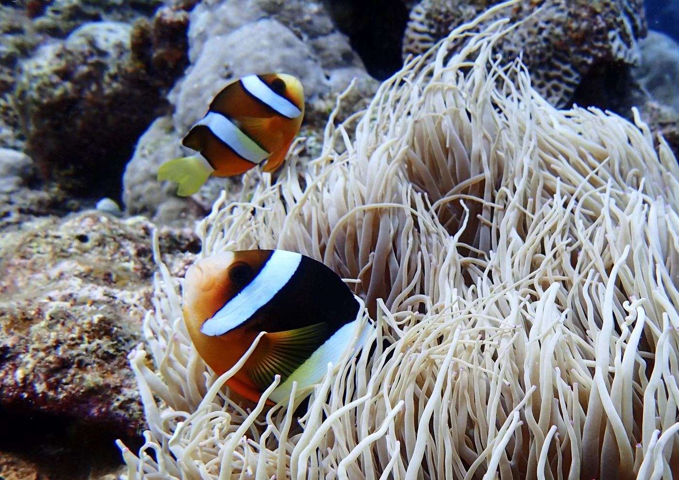 サンゴ礁のイソギンチャクとカクレクマノミ