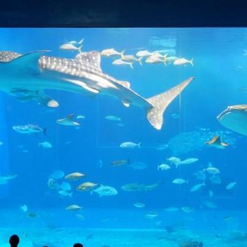 沖縄美ら海水族館の黒潮の海。ジンベエザメが泳ぐ大水槽