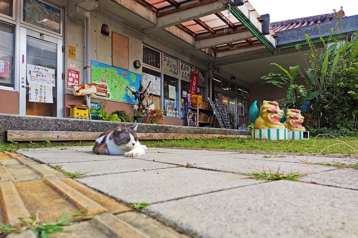 今帰仁の駅そ〜れの入口の敷石で眠る猫とシーサー