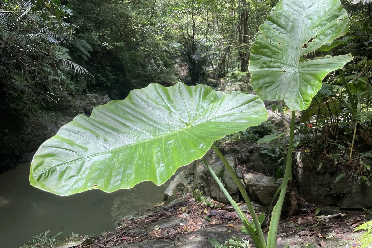 ター滝へ向かう渓流。水辺に育つクワズイモの大きな葉と、緑に覆われた岩