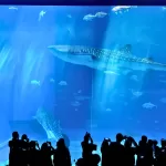 黒潮の海の大水槽の前に立つ見学者のシルエットとジンベエザメ
