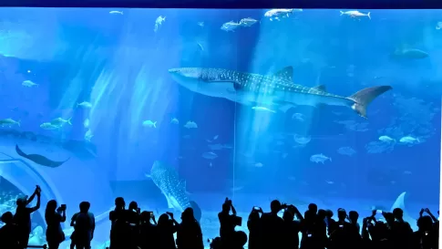 黒潮の海の大水槽の前に立つ見学者のシルエットとジンベエザメ